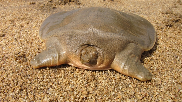 Over 150 Asian Giant Softshell Turtles Return To The Wild Newsroom 